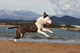 AMSTAFF ADULT 269